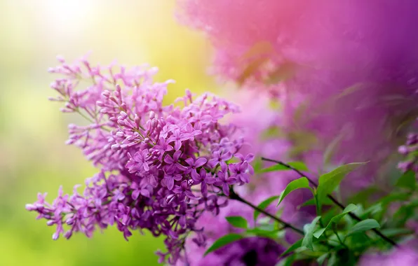 Картинка ветки, природа, весна, сад, кусты, сирень