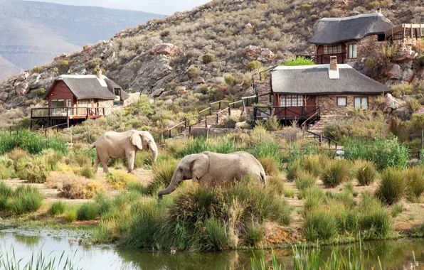 Картинка Дома, Горы, Слоны, South Africa, Южная Африка, Safari, Сафари, Aquila Private Game Reserve