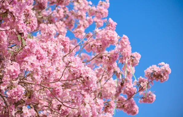 Цветы, ветки, весна, розовые, цветение, pink, blossom, flowers