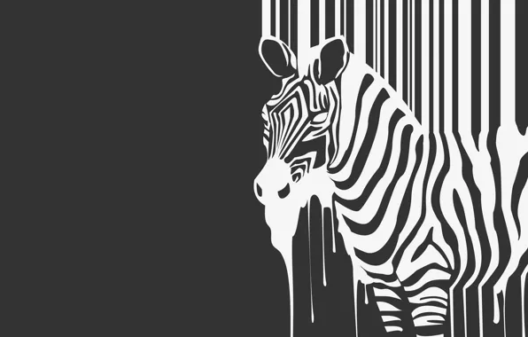 Полоски, ч/б, зебра, зверь, течет, animal, zebra