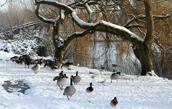 Картинка зима, деревья, озеро, пруд, парк, утки
