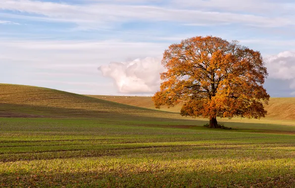 Поле, осень, пейзаж, дерево