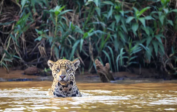 Картинка кошка, река, ягуар, Бразилия, Пантанал, Куяба