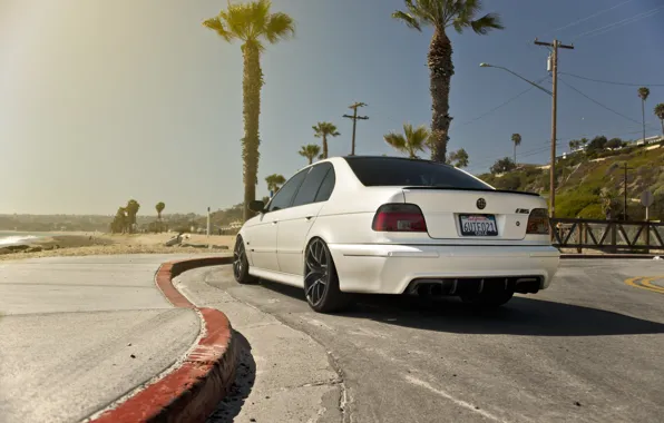 Rear view, E39, Palm trees