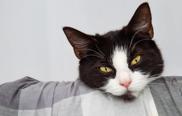 Кошка, кот, взгляд, морда, фон, портрет, ткань, черно-белое