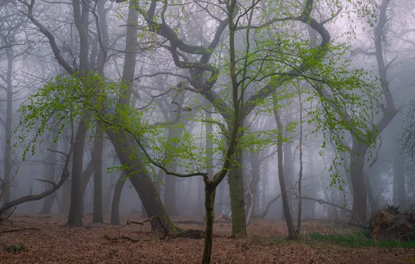 Картинка лес, деревья, природа, туман, Великобритания, United Kingdom, Toby Cunningham