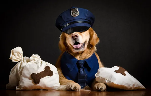 Друг, дома, собака