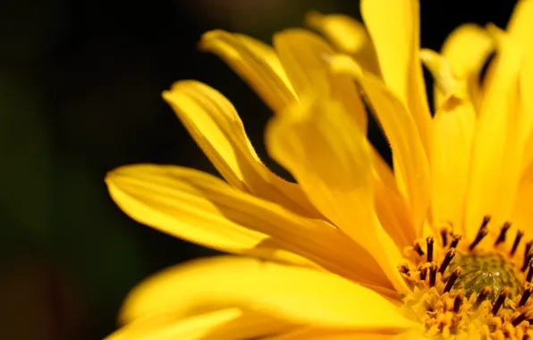Flower, yellow, color, petals, image