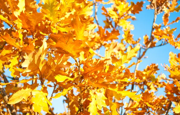 Картинка осень, небо, листья, тепло, дерево, ветка, желтые, синее