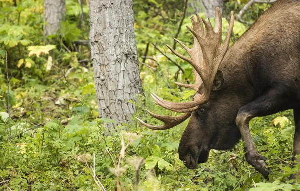 Лес, природа, Meandering Moose