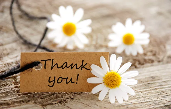 Цветы, карта, ромашки, flowers, daisies, спасибо, thank you, card