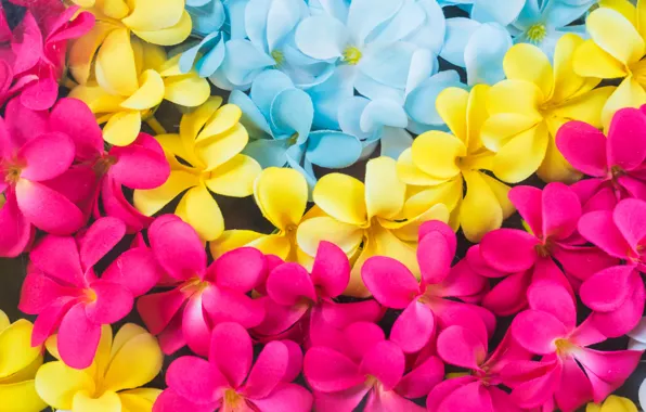 Цветы, colorful, pink, flowers, плюмерия, plumeria