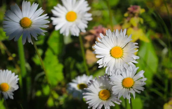 Flower, spring, daisy