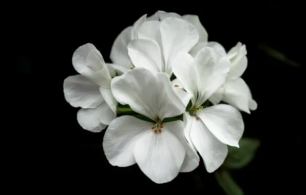 White, flower, nature, flowers, orchid, flora