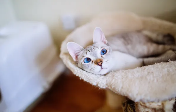 Кошка, кот, взгляд, уют, комната, место, лежит, мех