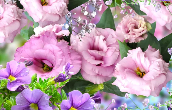 Petunia, Eustoma, kwiaty