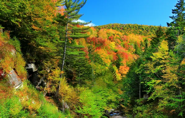 Картинка Природа, Осень, Деревья, Nature, Fall, Autumn, Colors, Trees