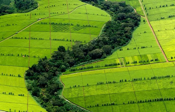 Холмы, чай, Африка, плантации, Кения, Kericho County
