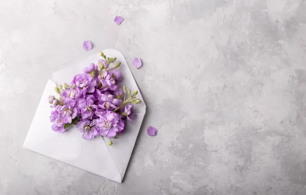 Цветы, flowers, конверт, spring, violet