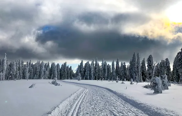 Зима, дорога, лес