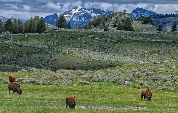 Картинка Yellowstone National Park, Lamar Valley, bison
