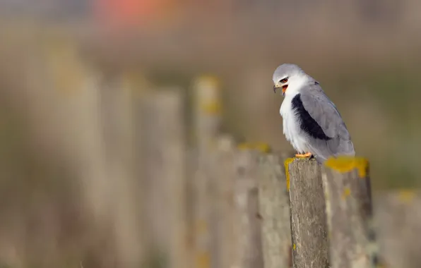 Фон, птица, Black-shouldered Kite