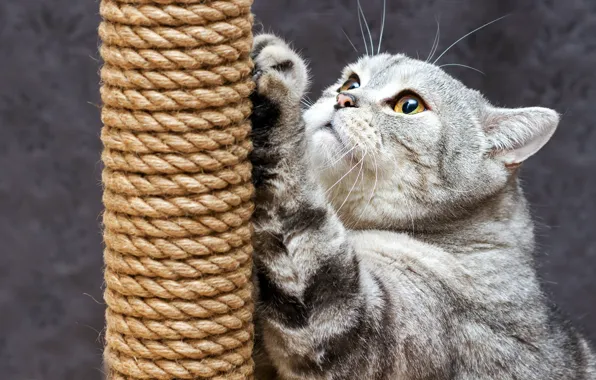 Кошка, кот, морда, лапка, шотландская, когтеточка