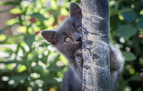 Кошка, взгляд, природа, поза, котенок, серый, дерево, когти