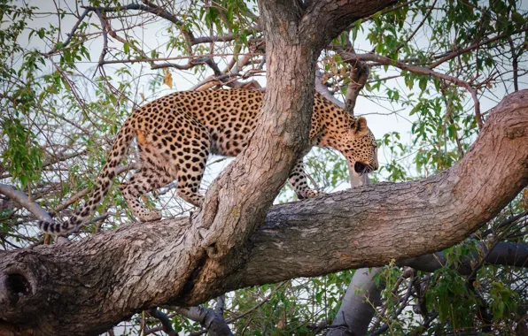 Картинка хищник, леопард, дикая кошка, на дереве