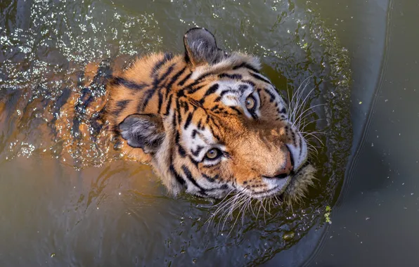 Картинка взгляд, морда, вода, тигр, купание, водоем, плавание, боке