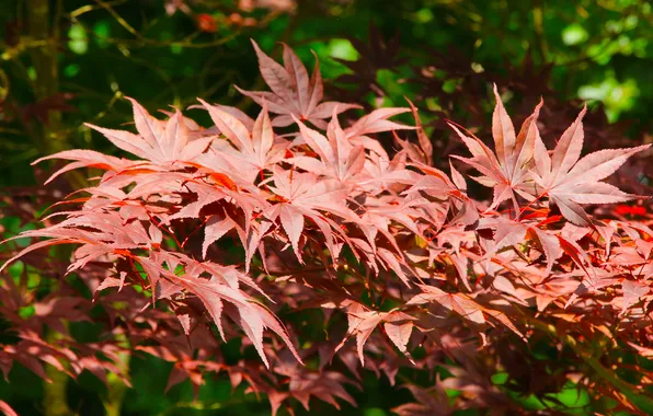 Red, leaf, twig