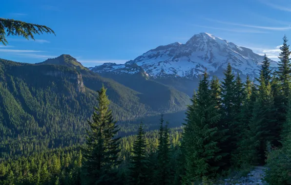 Лес, горы, США, Mount Rainier