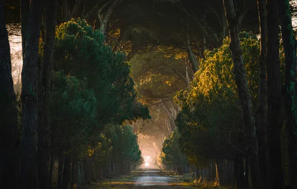 Дорога, лес, солнце, деревья, аллея, Italy, Tuscany