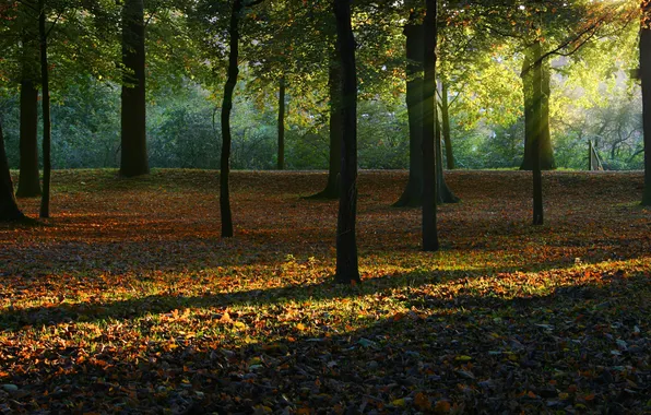 Картинка осень, лес, листья, деревья, Природа, лучики солнца