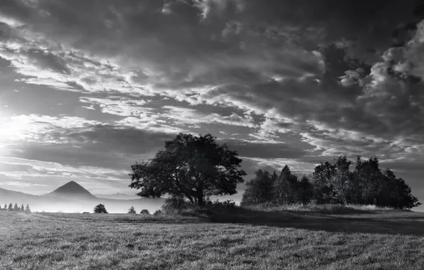 Картинка туман, дерево, Черно-белая