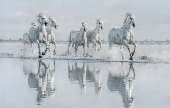 Картинка вода, берег, кони, лошади, бег, белые, водоем, галоп