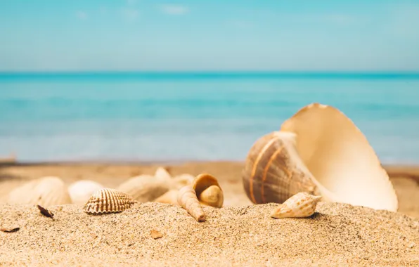Картинка песок, море, пляж, лето, ракушки, summer, beach, sand