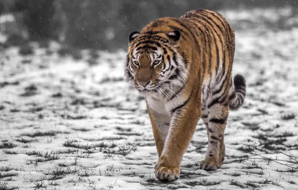 Картинка снег, тигр, хищник