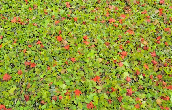 Осень, листья, природа, листва, текстура, Nakajima Park