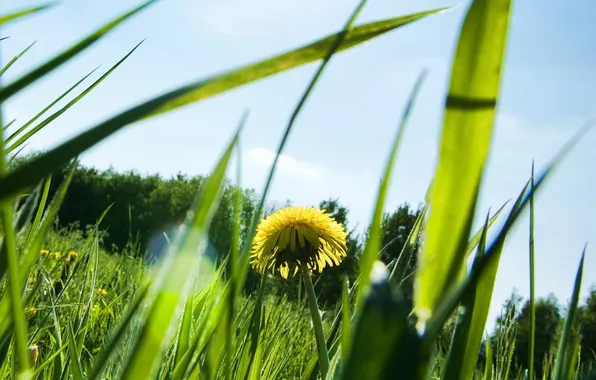 Картинка лето, трава, листья, солнце, макро, лучи, природа, фото