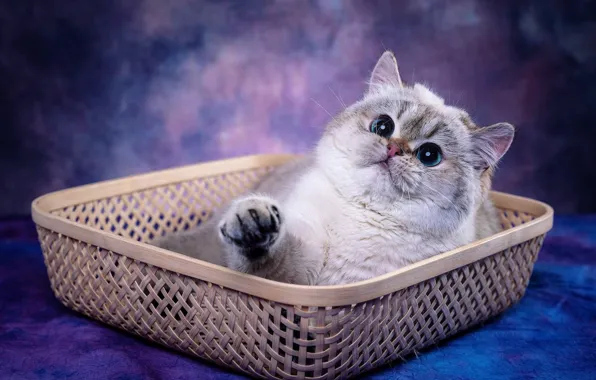 Кошка, взгляд, поза, котенок, лежит, лоток, мордашка, плетенка