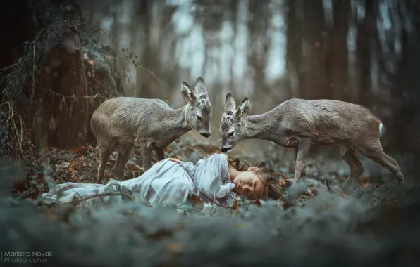 Картинка лес, сон, девочка, косули, спящая, Marketa Novak