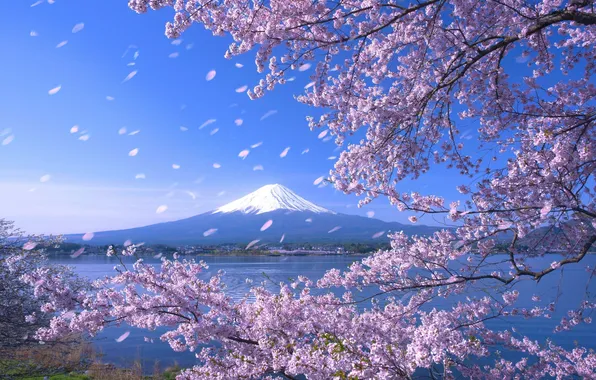 Небо, деревья, пейзаж, природа, озеро, Япония, сакура, горизонт
