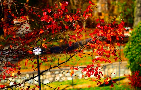 Осень, Парк, Fall, Park, Autumn, Red leaves, Красные листья