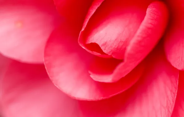 Роза, Лепестки, розовые