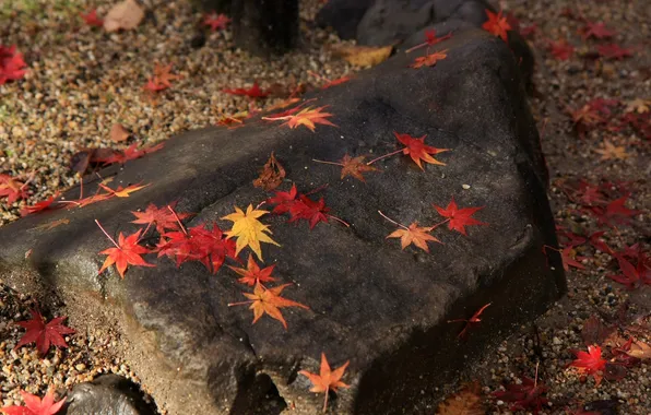 Картинка осень, листья, камень, желтые, красные, кленовые