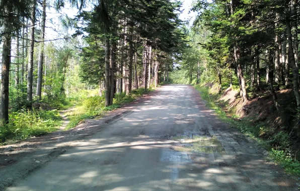 Дорога, лес, лето, тропа, зеленое