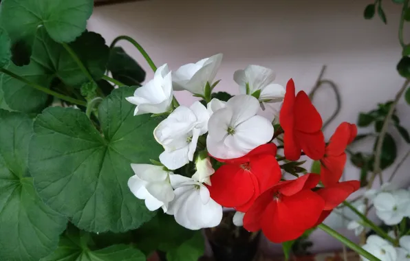 Flowers, пеларгония, Красные цветы, Белые цветы, Red flowers, White flowers, Pelargonium