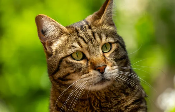 Кошка, кот, взгляд, свет, природа, поза, серый, портрет