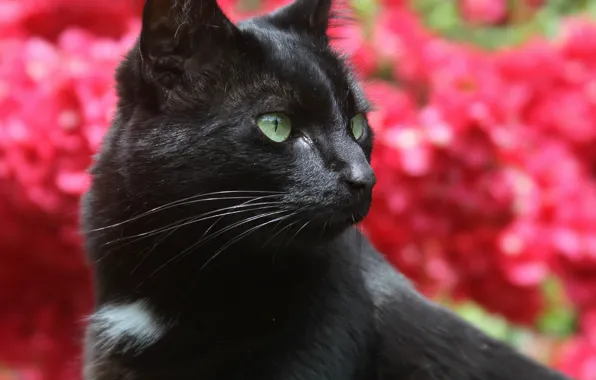 Картинка кошка, кот, фон, черная, профиль